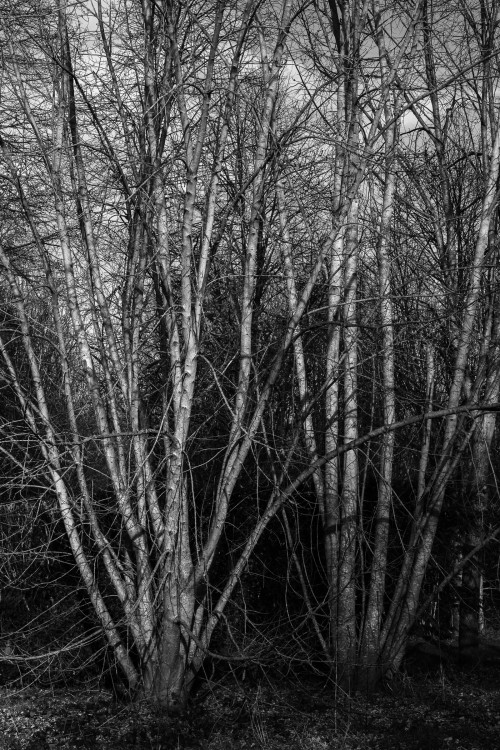 polgegh_20250107_dsf3850.jpg