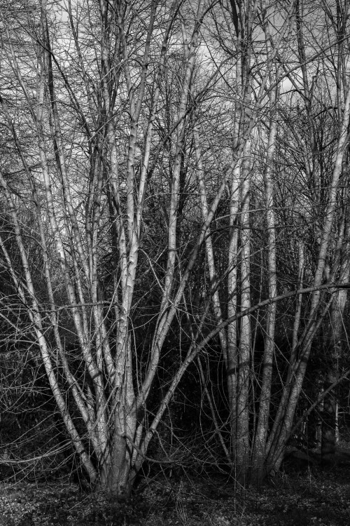 polgegh_20250107_dsf3850.jpg